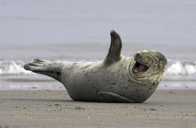 laughing-seal.jpg
